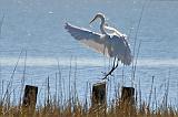 The Egret Is Landing_27575